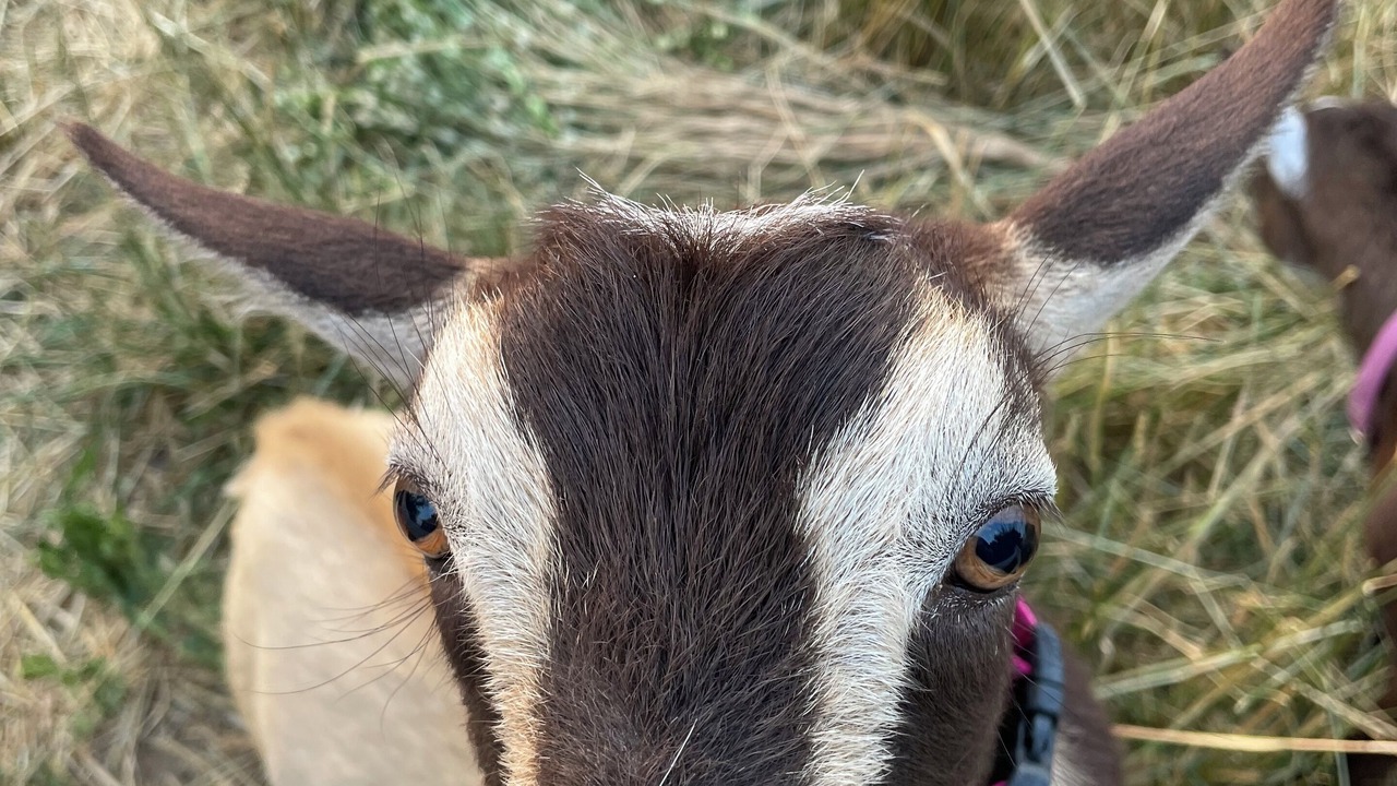 Photo of Others in Nampa