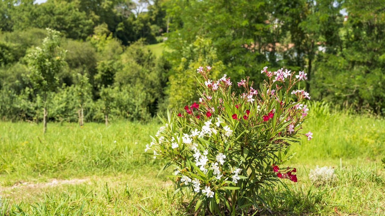 Photo of Outdoor in Arcangues