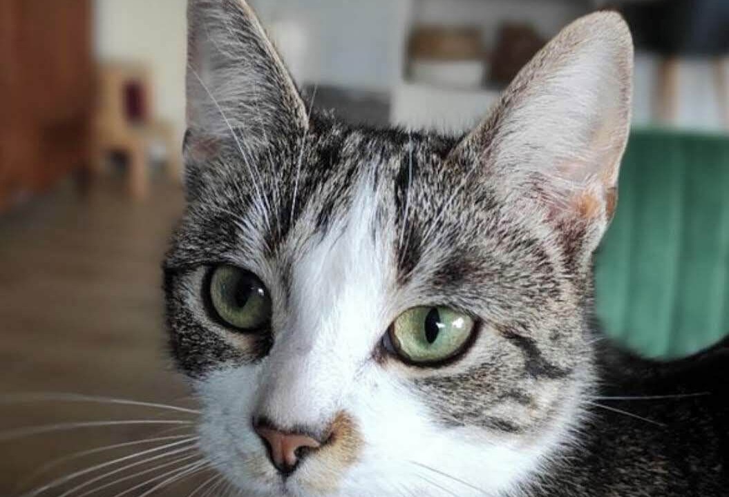 Photo of Others in Guidel-Plages