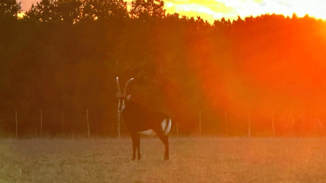 Photo of Outdoor in Gatesville