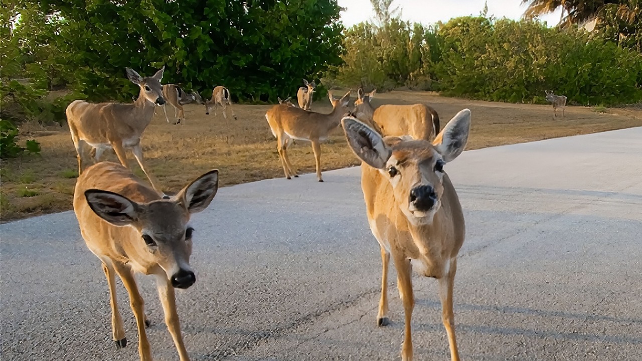 Photo of Others in Port Pine Heights
