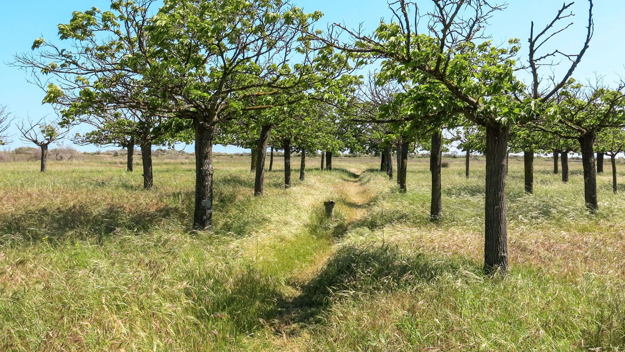 Photo of Others in Les Cabanes de Fleury