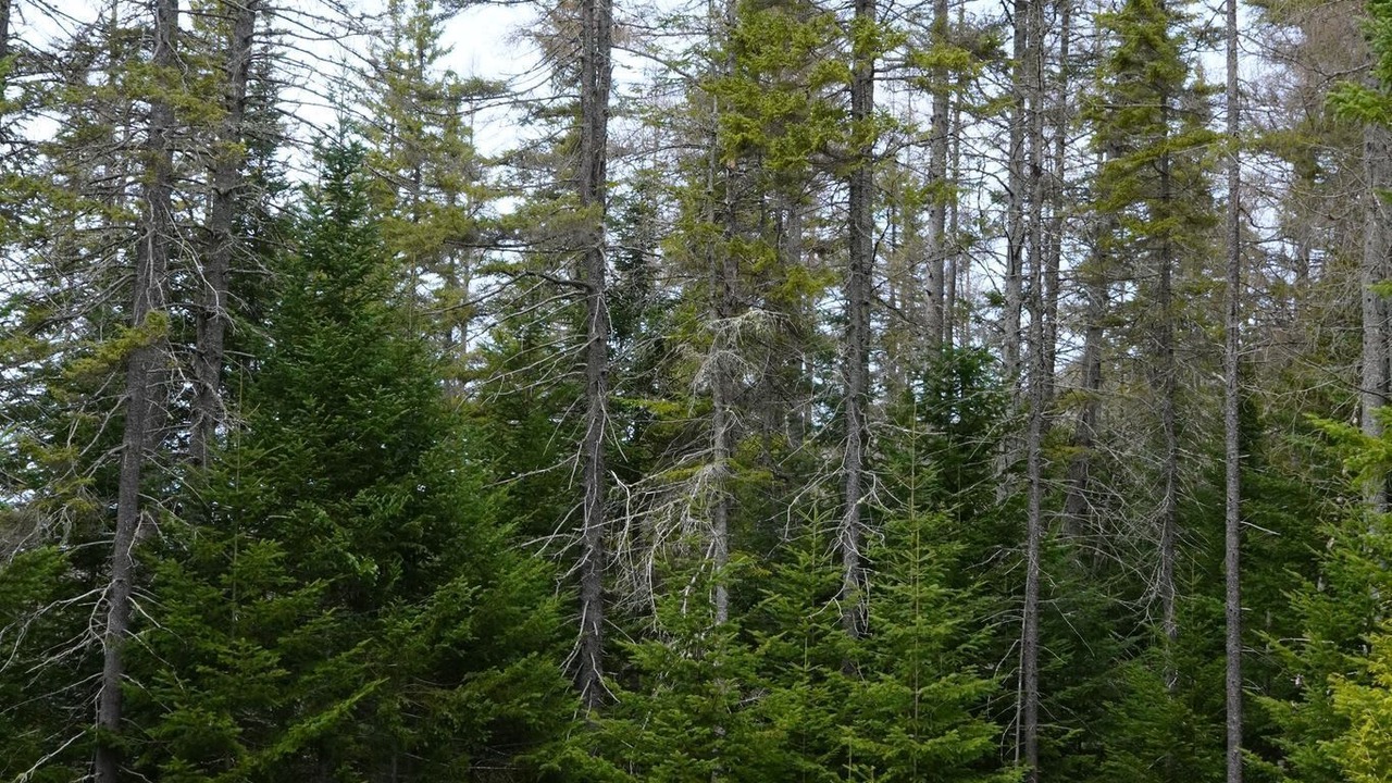 Photo of Outdoor in Notre-Dame-de-la-Merci