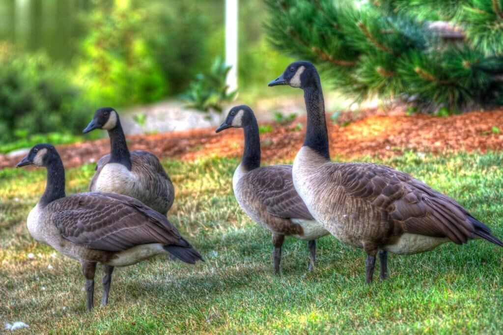 Photo of Others in Orland