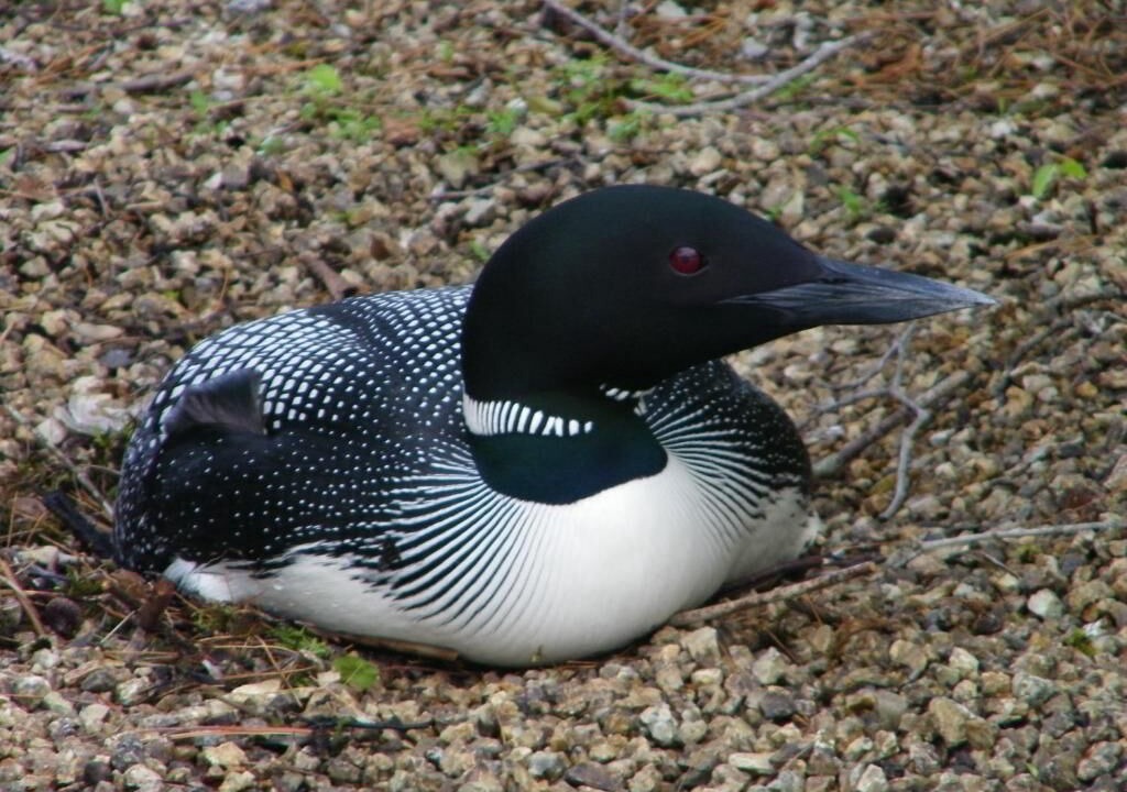 Photo of Outdoor in Orland