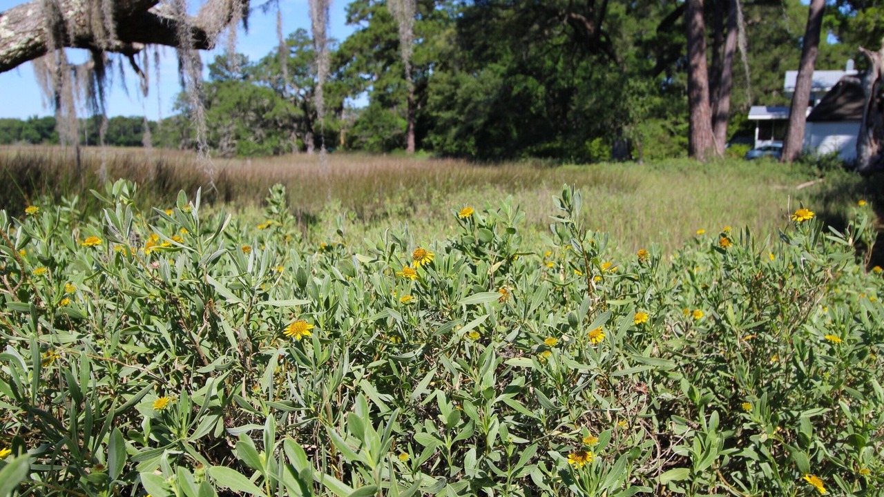 Photo of Others in Edisto Island