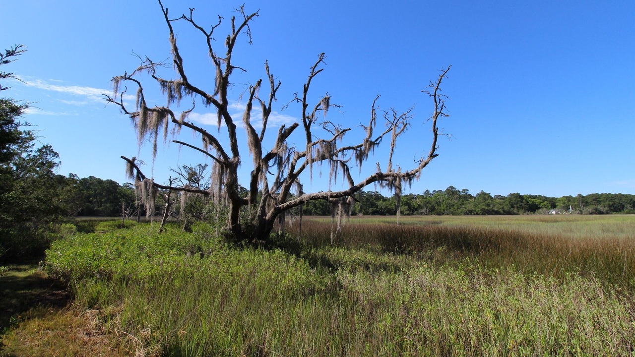 Photo of Others in Edisto Island