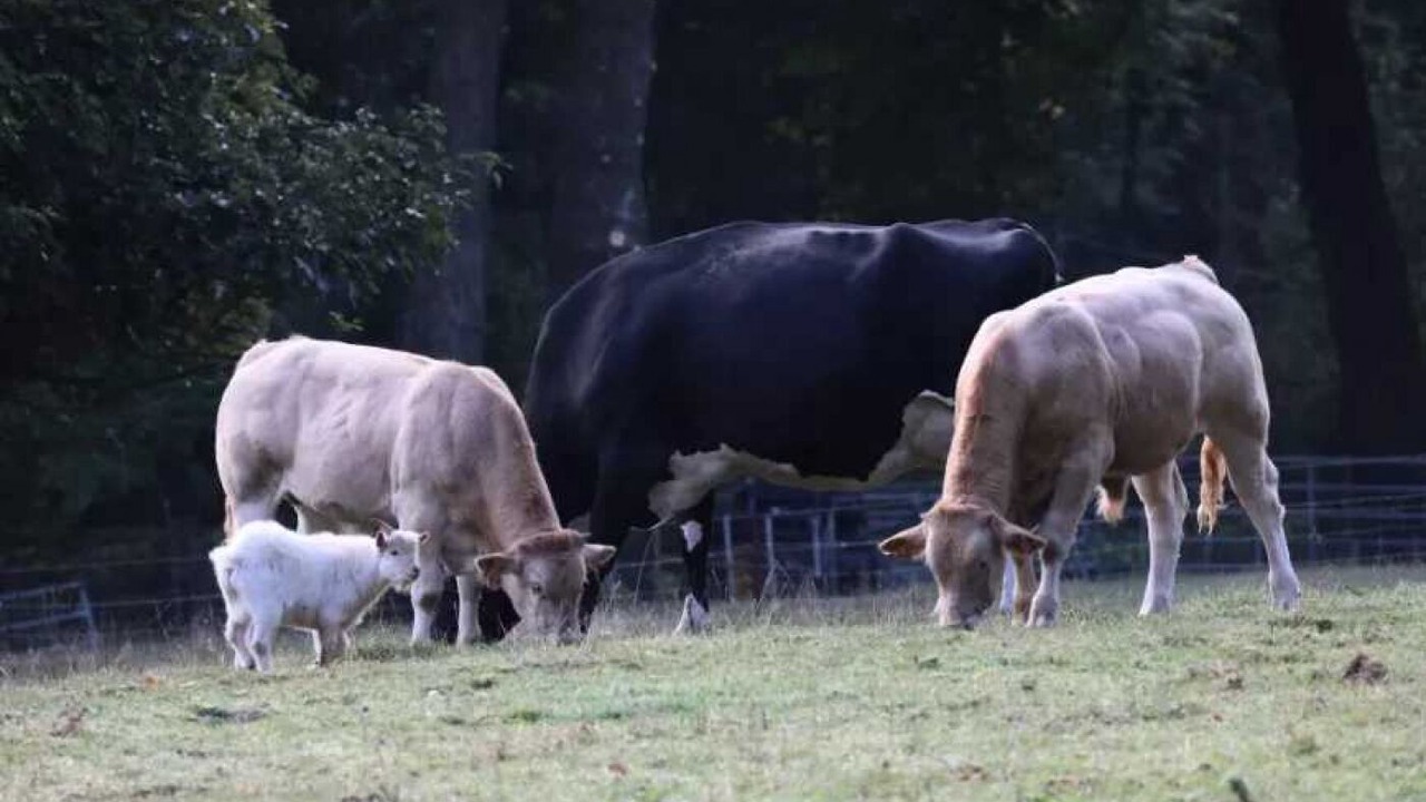 Photo of Outdoor in Moyenneville