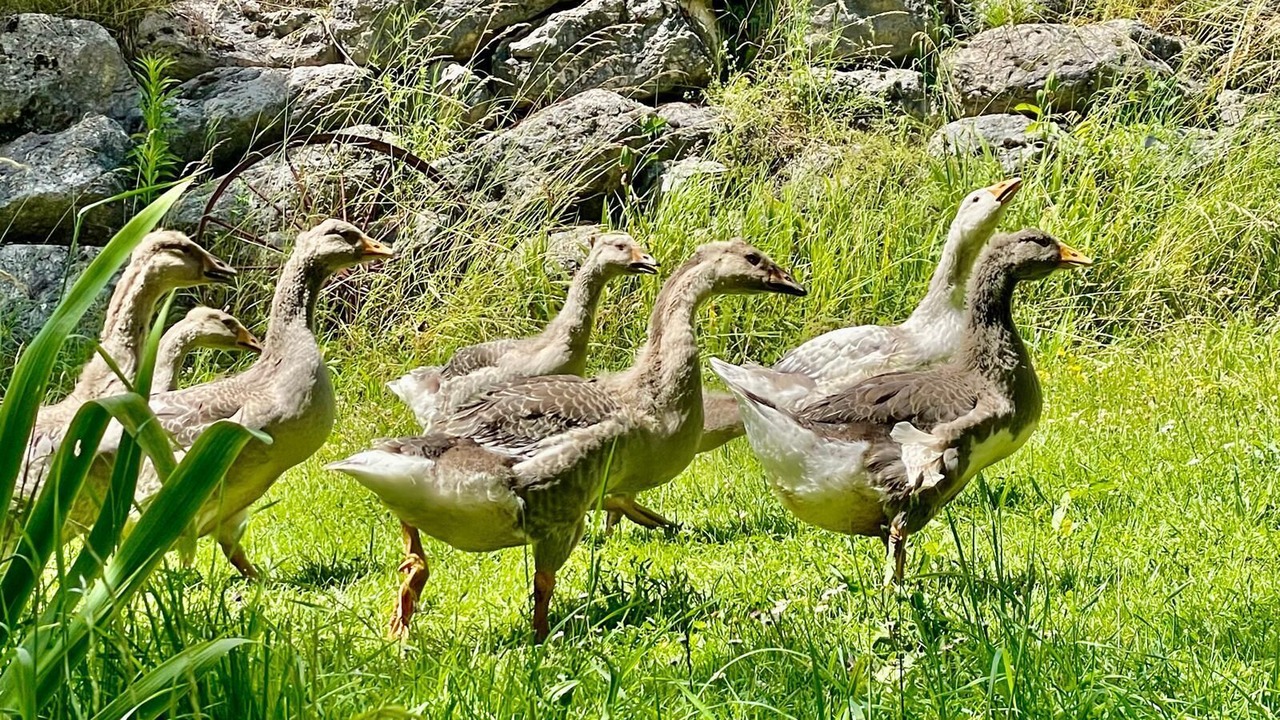 Photo of Others in Saint-Appolinard