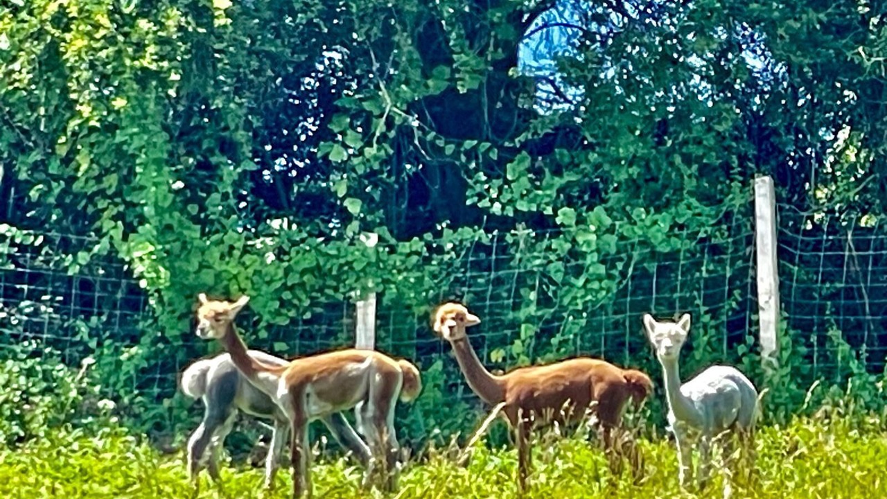 Photo of Outdoor in Saint-Appolinard