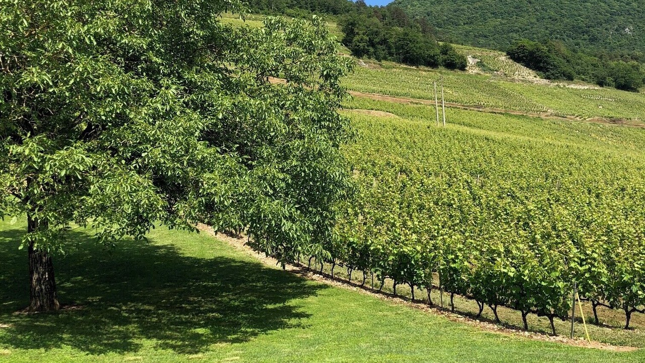 Photo of Others in Jongieux