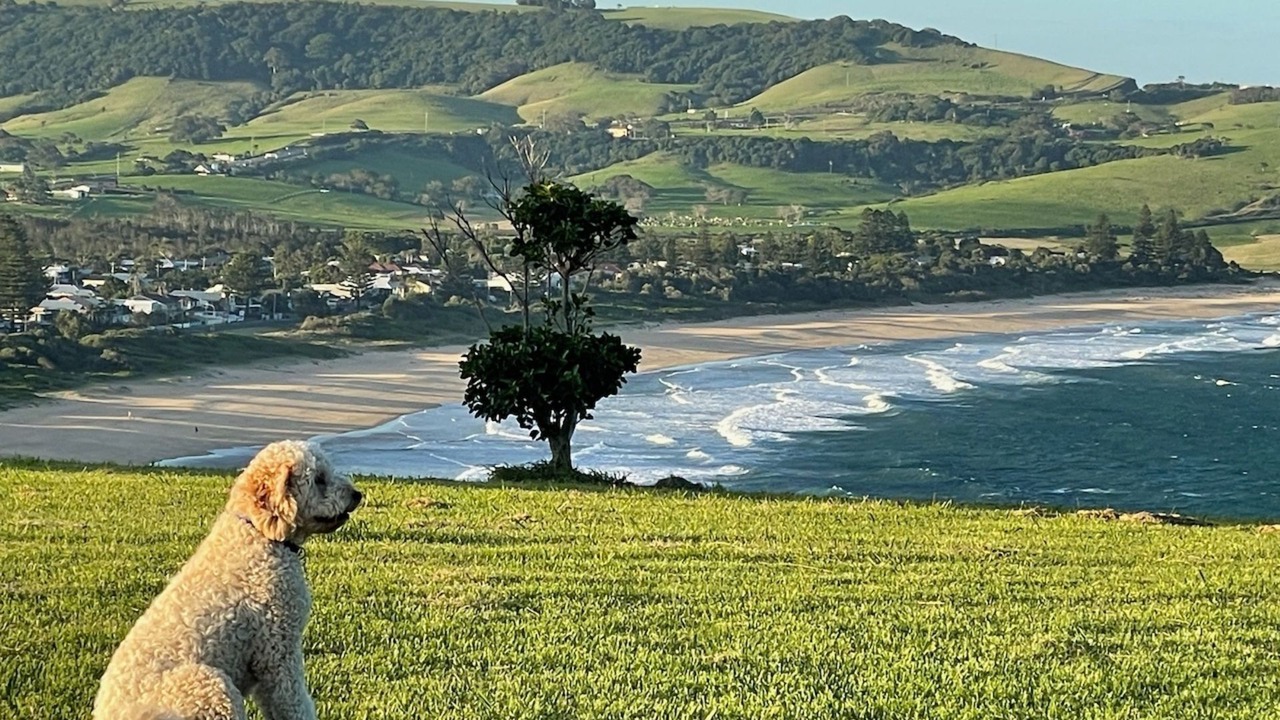 Photo of Others in Werri Beach