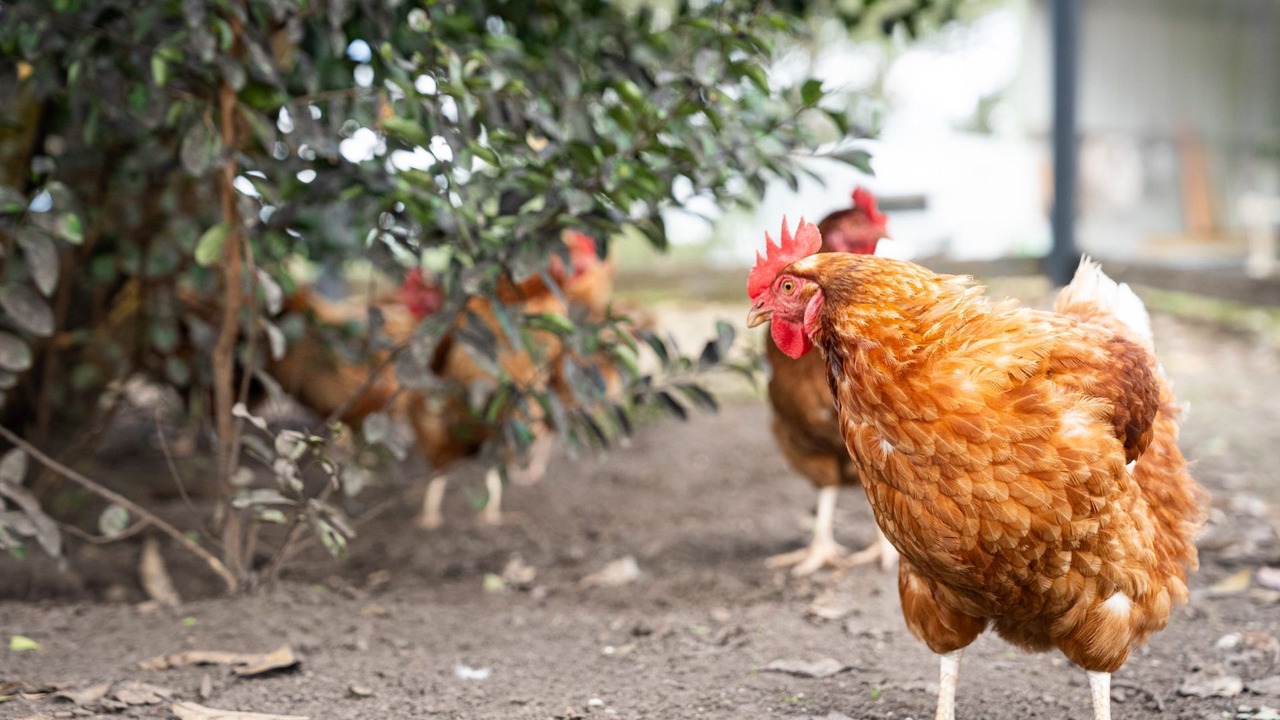 Photo of Others in Kunghur