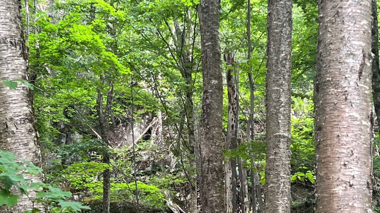 Photo of Outdoor in Lakeview
