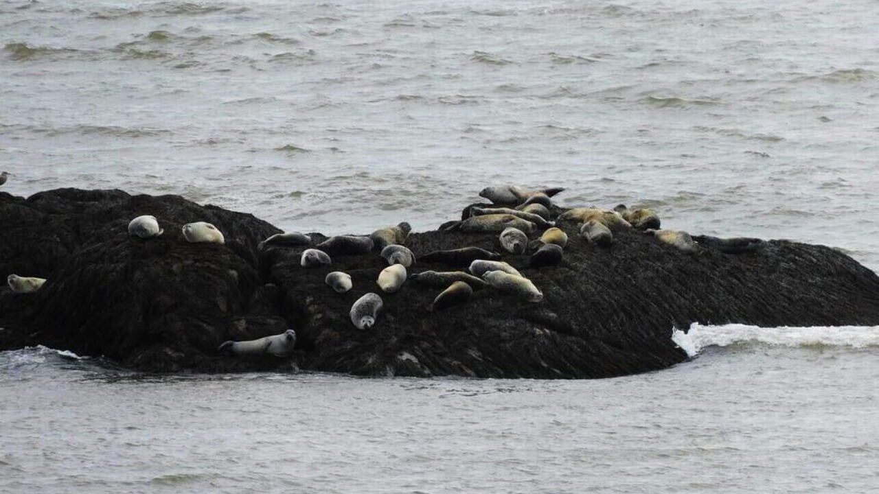 Photo of Others in Lubec