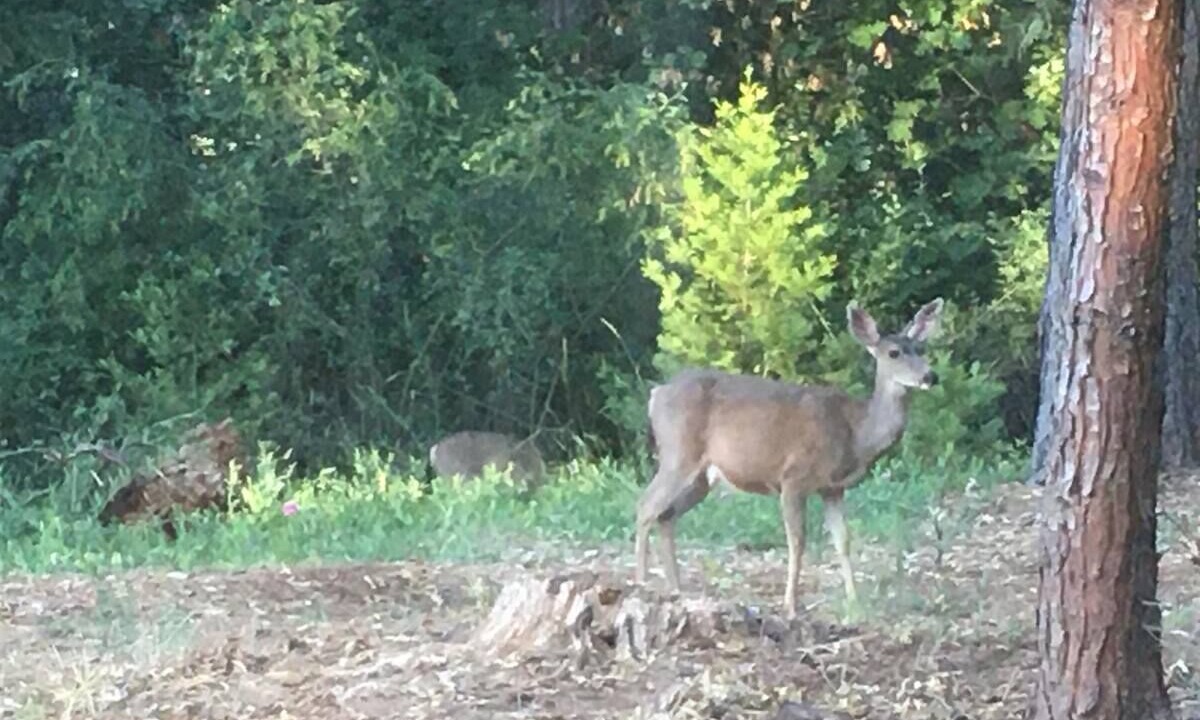 Photo of Outdoor in Apple Hill