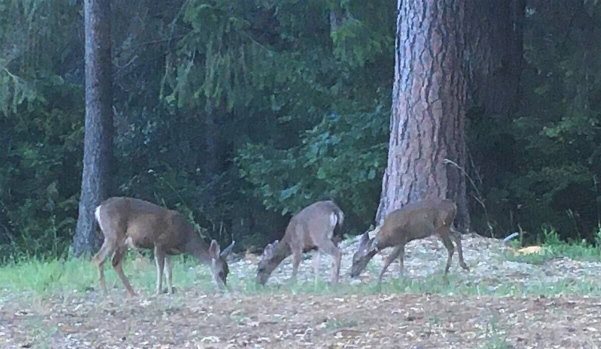 Photo of Others in Apple Hill