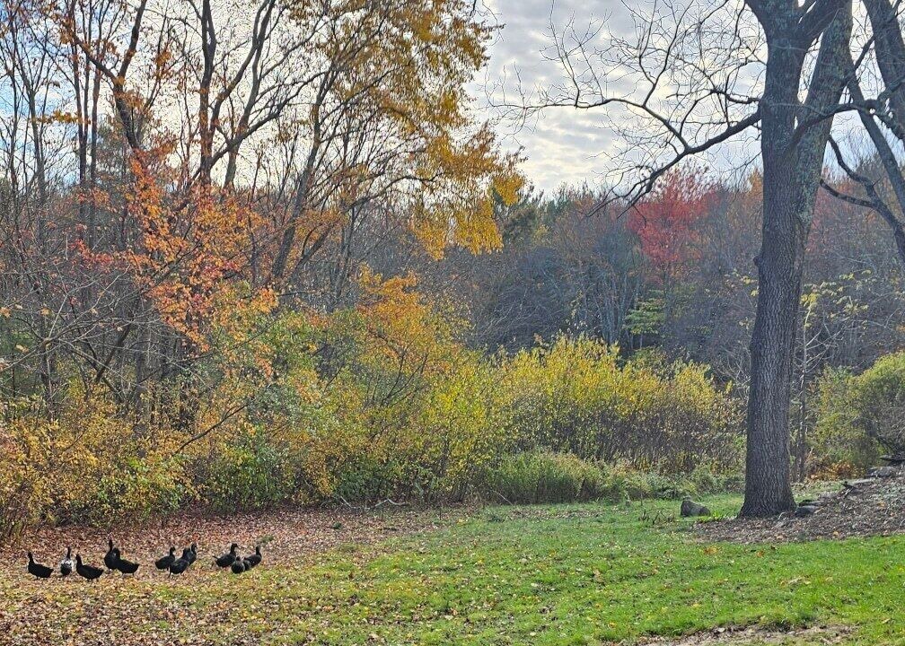 Photo of Outdoor in Easton