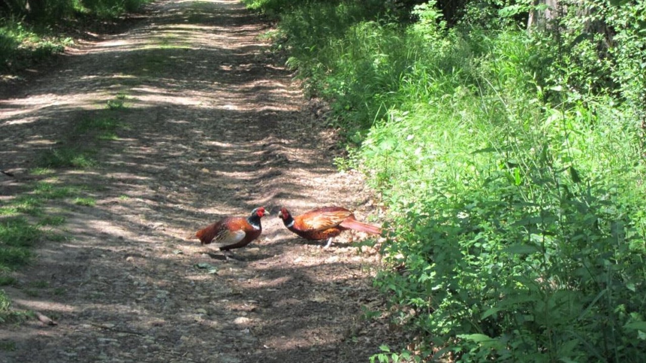 Photo of Outdoor in Ronquerolles