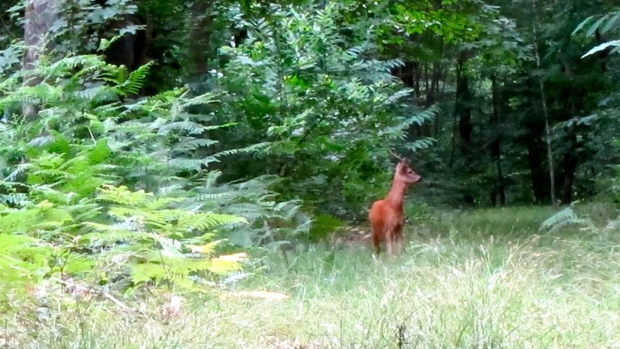 Photo of Outdoor in Chambly