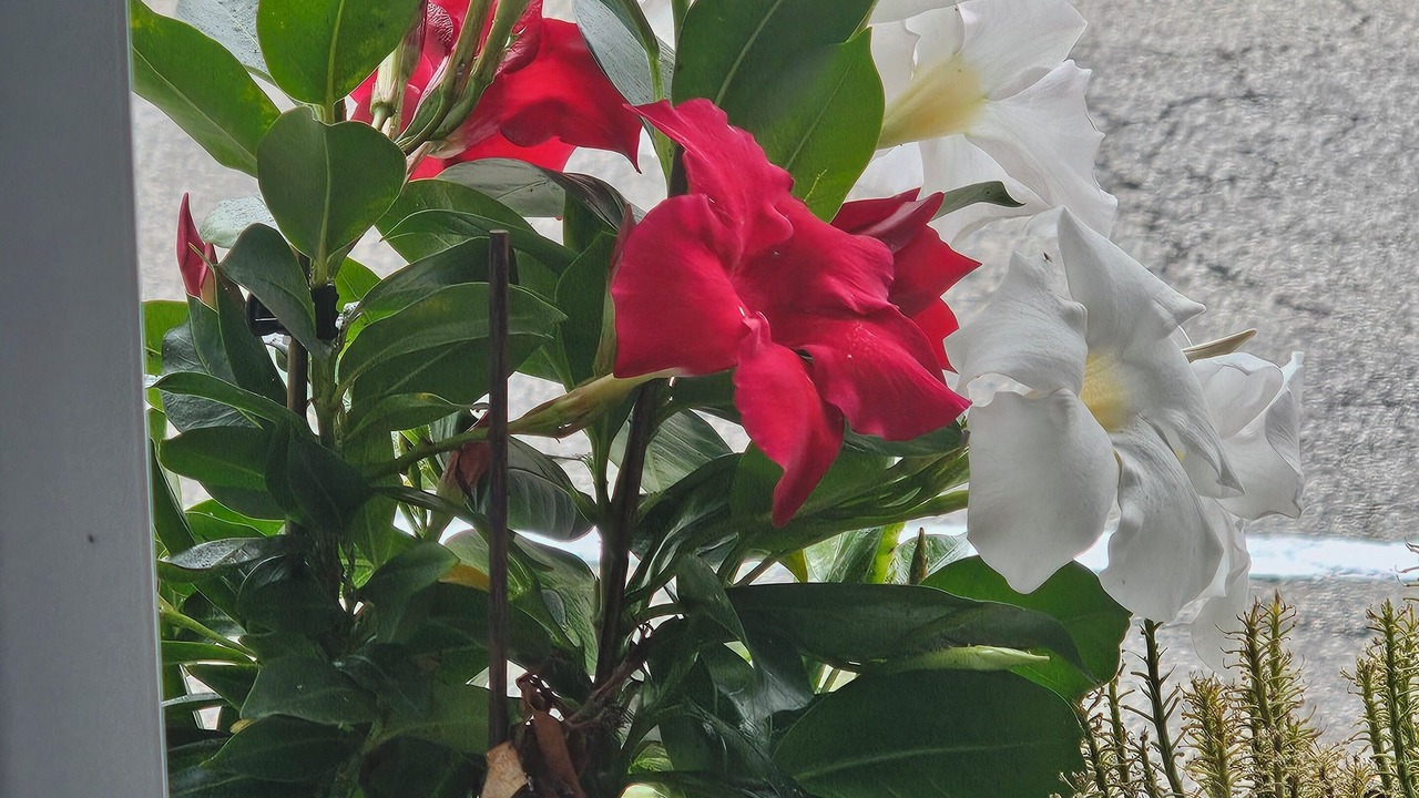 Photo of Outdoor in Castagnola