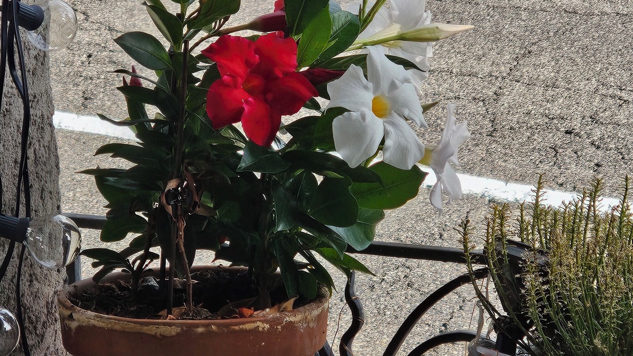 Photo of Outdoor in Castagnola