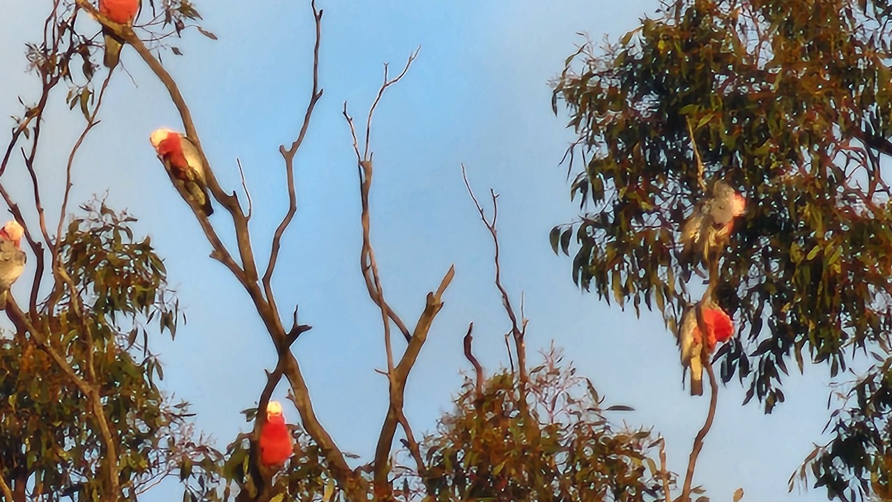 Photo of Others in Huntly