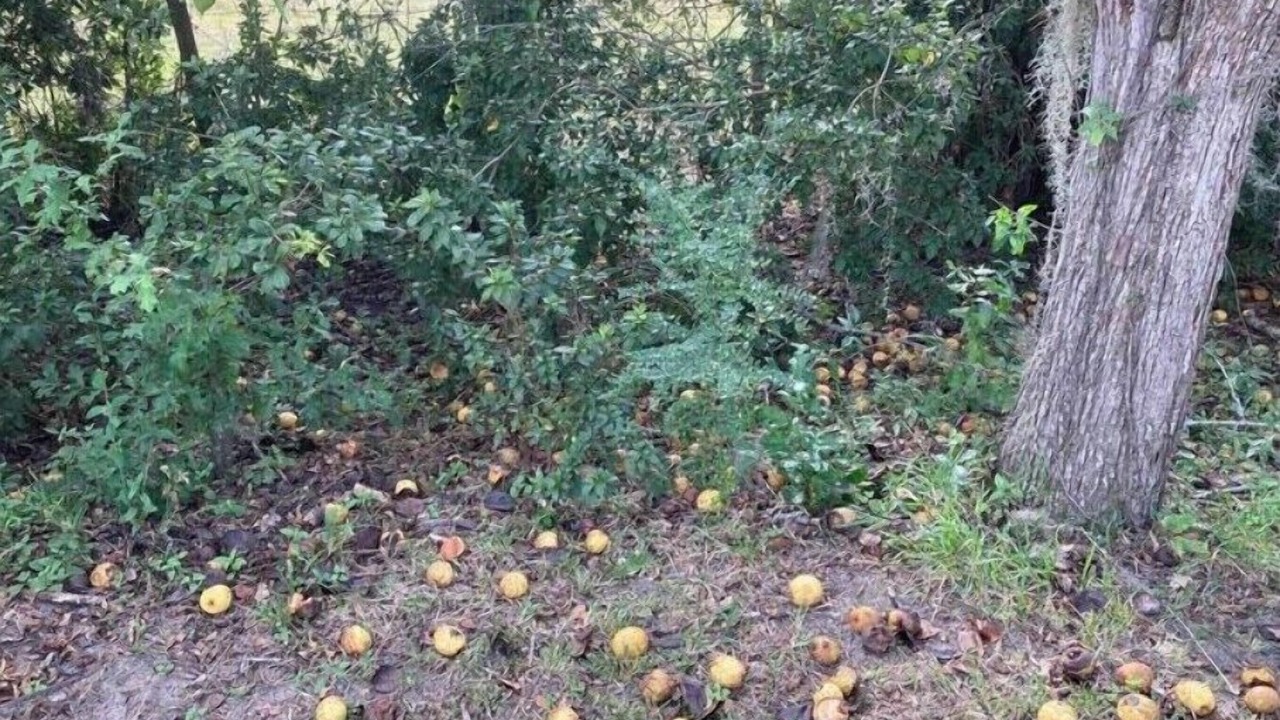 Photo of Outdoor in Valdosta