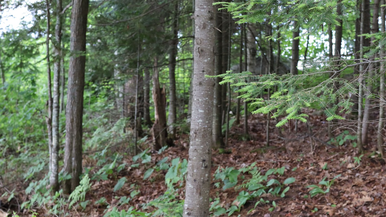 Photo of Outdoor in Purdy