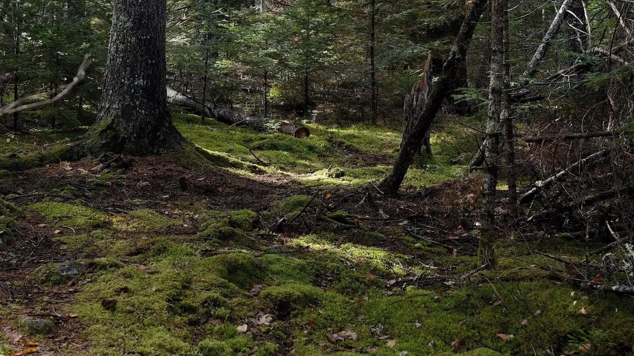 Photo of Outdoor in Waldoboro