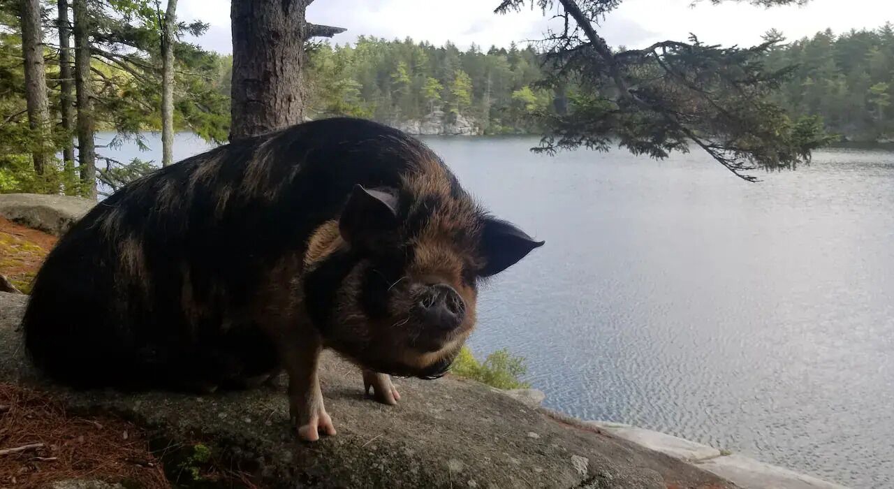 Photo of Outdoor in Waldoboro