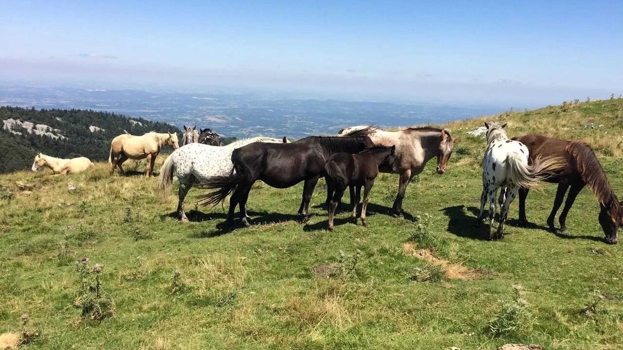 Photo of Others in Herran