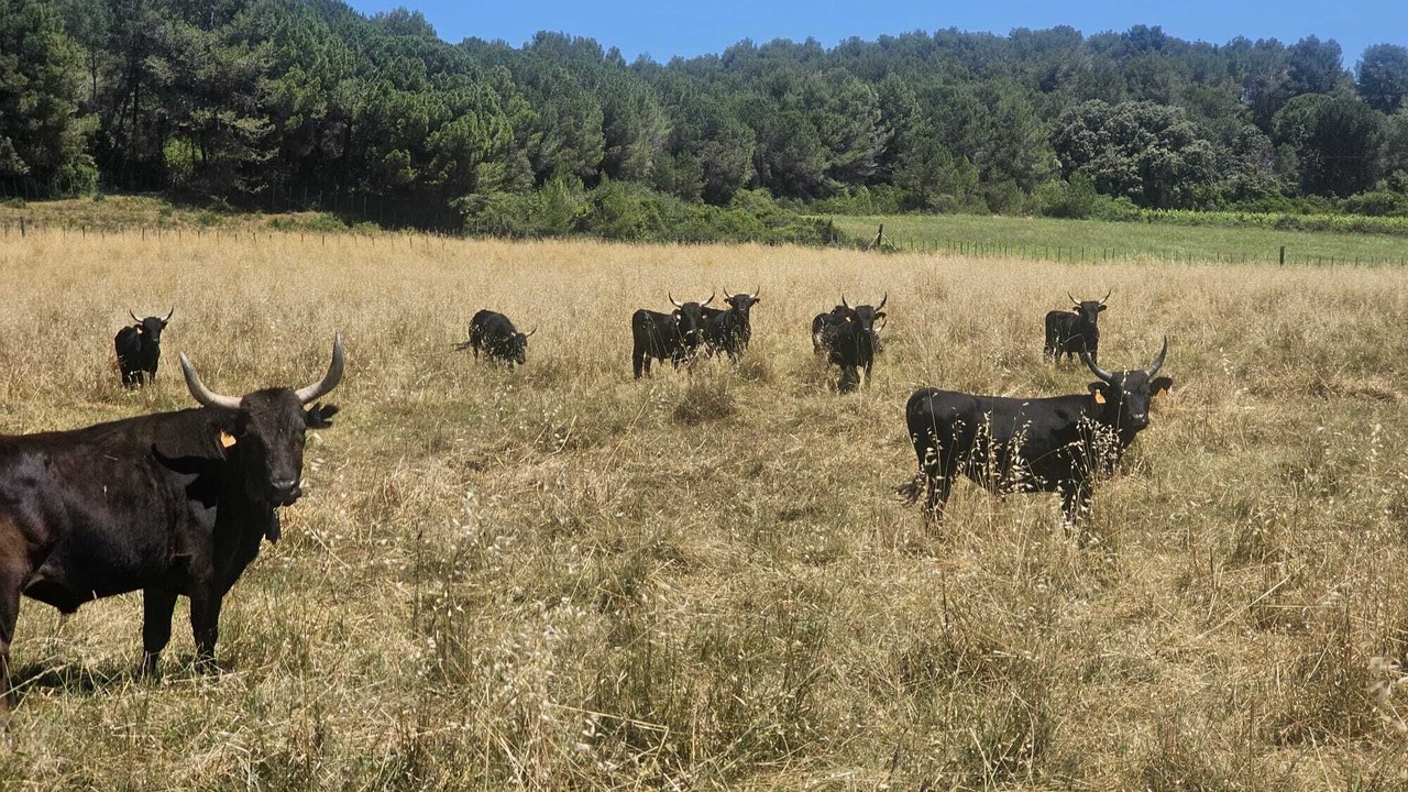Photo of Outdoor in Sussargues