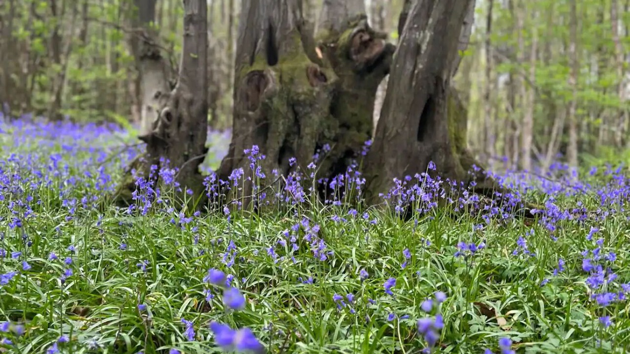 Photo of Outdoor in Etchinghill