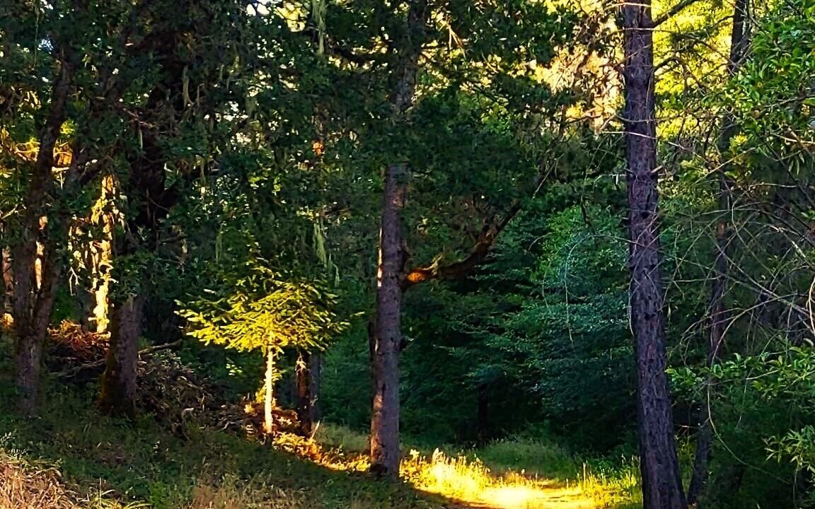 Photo of Outdoor in Cave Junction