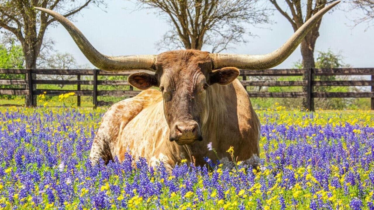 Photo of Outdoor in Fort Worth