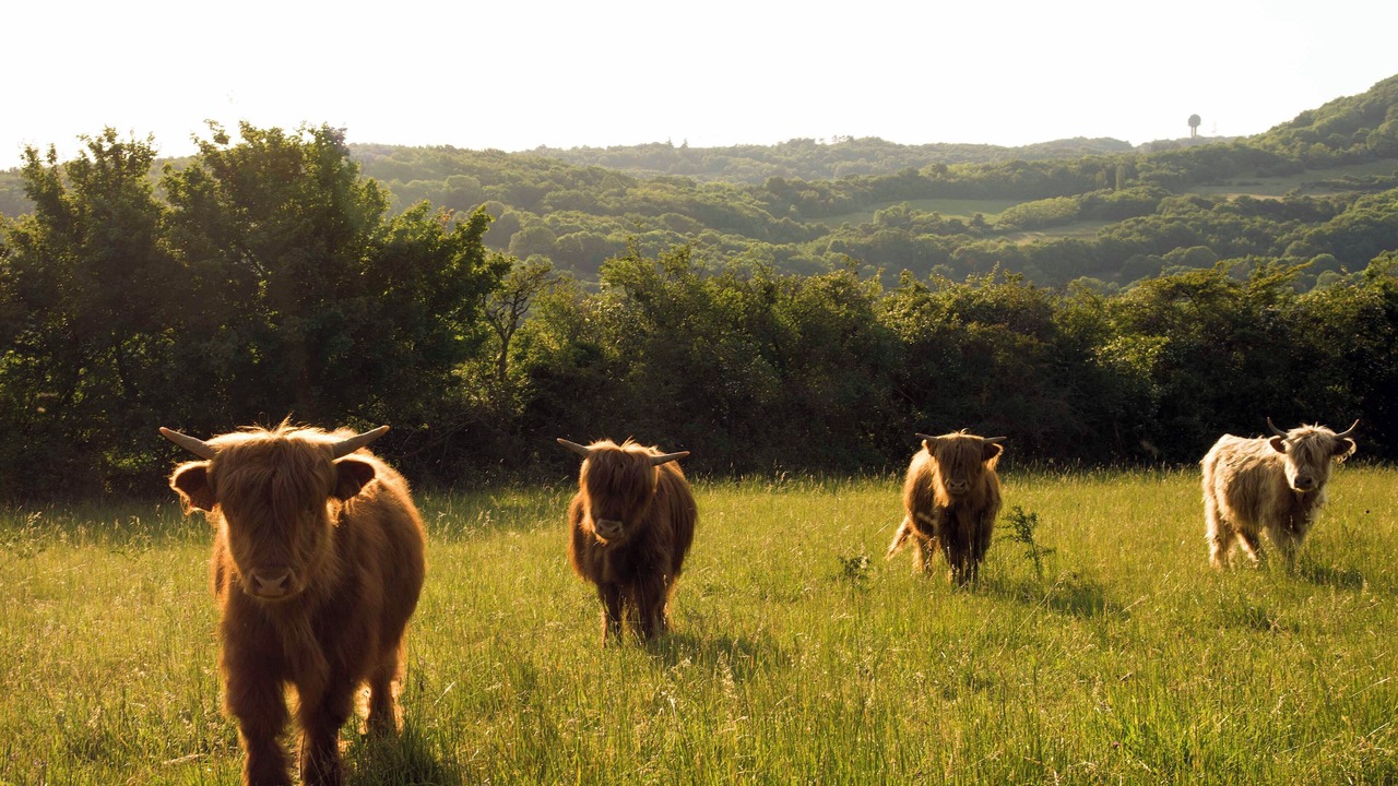 Photo of Outdoor in Saint-Cyr-au-Mont-d'Or