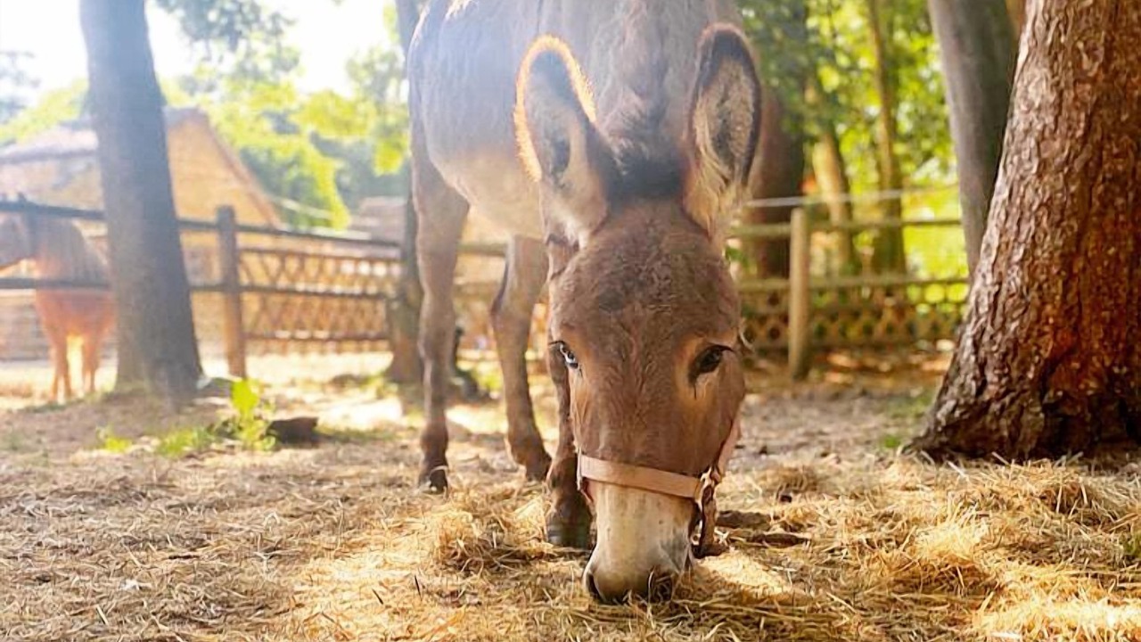 Photo of Outdoor in Pressagny-lʼOrgeuilleux