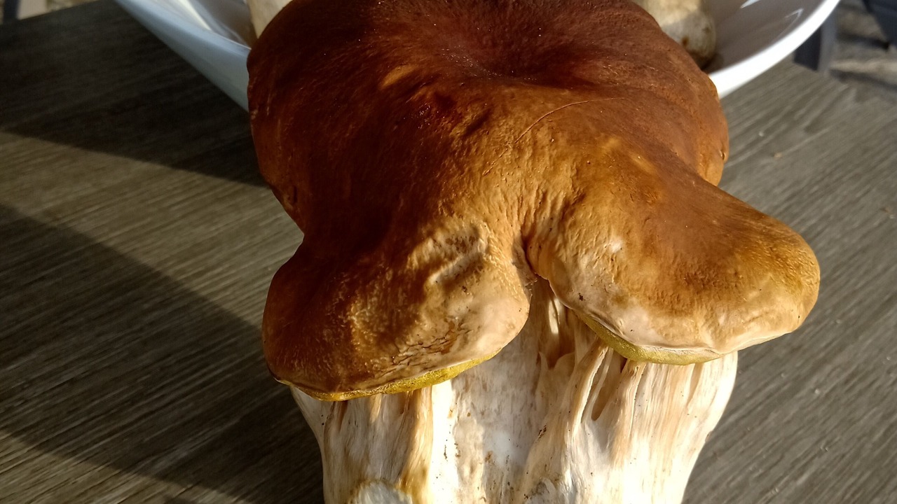 Photo of Outdoor in Cubieres