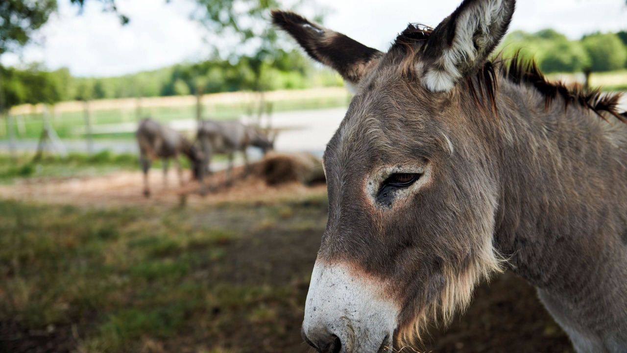 Photo of Outdoor in Saint-Sulpice-et-Cameyrac
