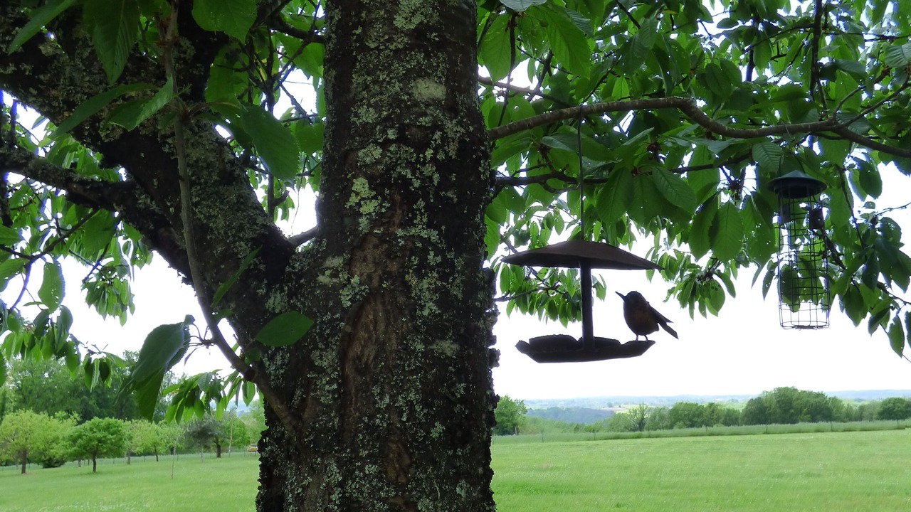 Photo of Outdoor in Saint-Avit-Senieur