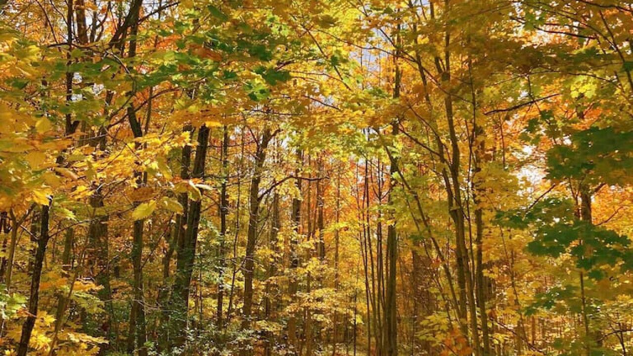 Photo of Outdoor in Meaford