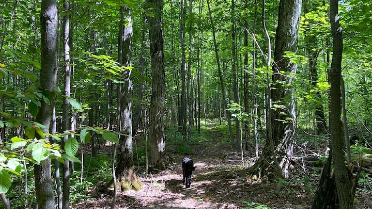 Photo of Outdoor in Meaford