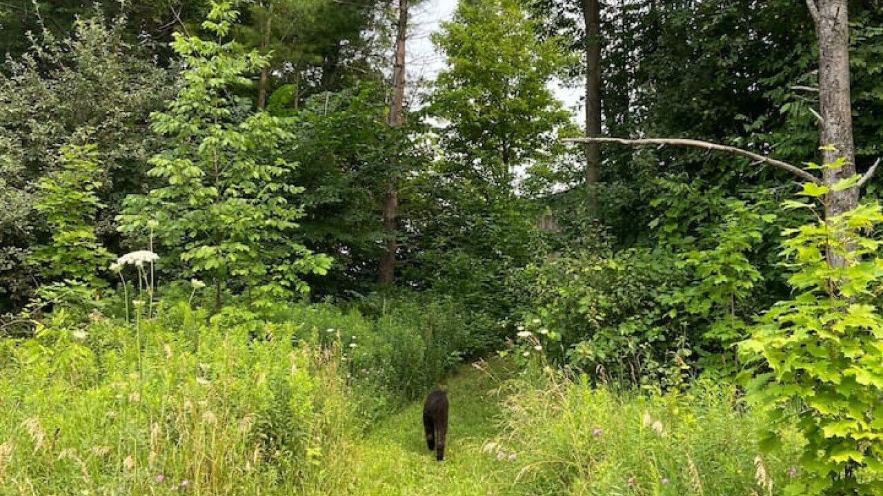 Photo of Outdoor in Meaford