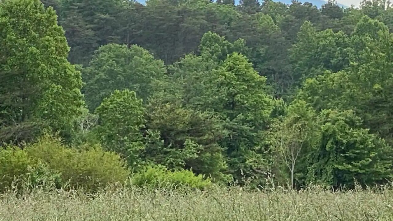 Photo of Outdoor in Pilot Mountain