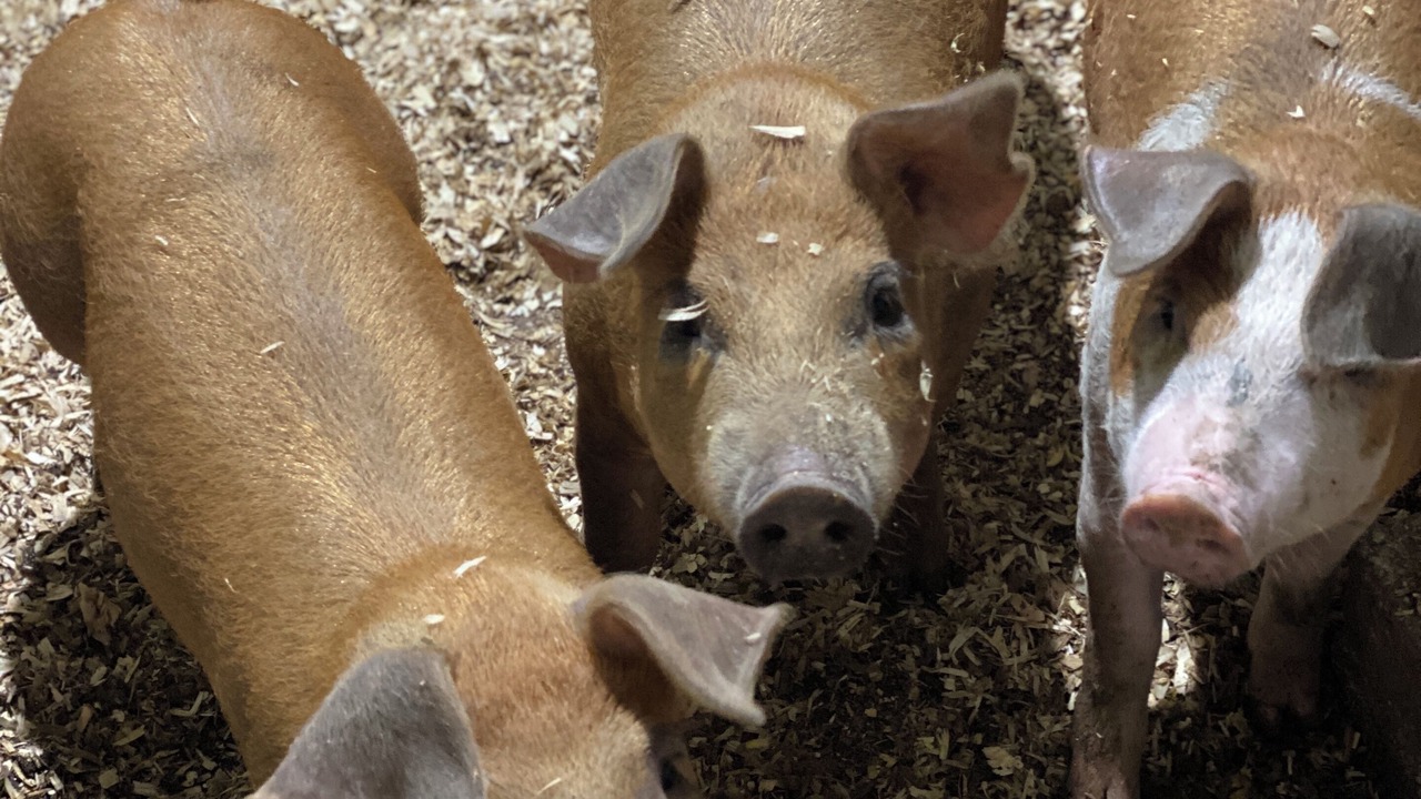 Photo of Others in Old Lyme