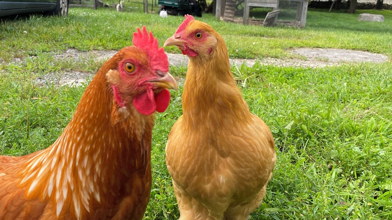 Photo of Outdoor in Old Lyme