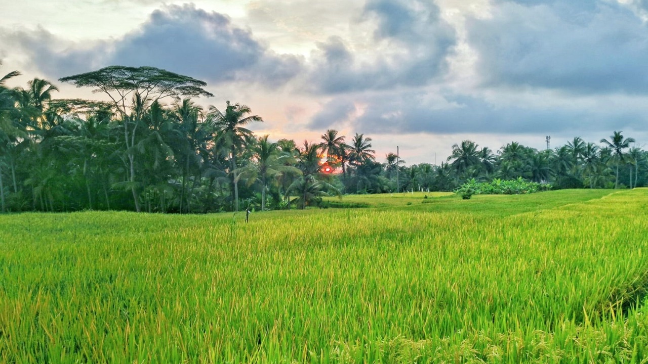 Photo of Outdoor in Pejeng Kawan