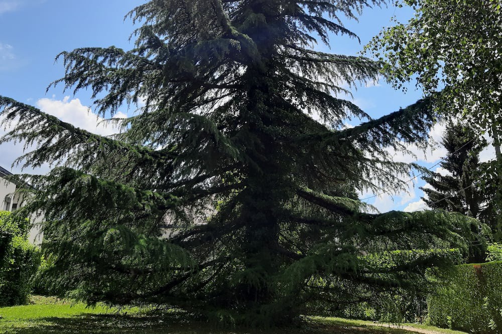 Photo of Outdoor in Ferney-Voltaire