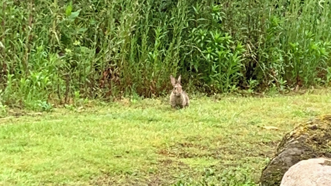 Photo of Outdoor in Rostrenen